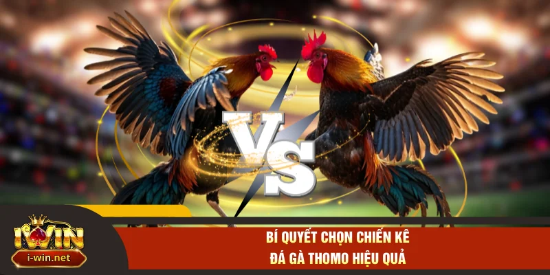 Bí quyết chọn chiến kê đá gà Thomo hiệu quả